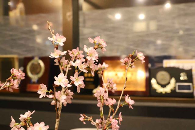 寒桜